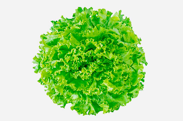 Diccionario de tipos de lechuga: batavia