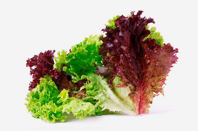 Diccionario de tipos de lechuga: lollo rosso