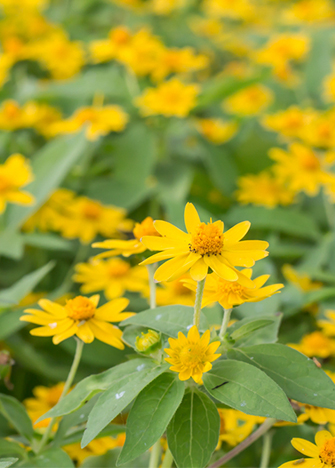 arnica