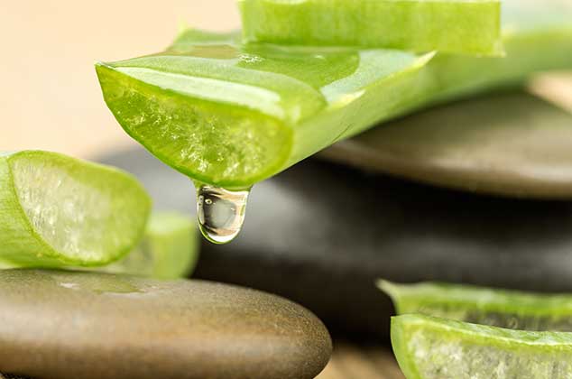 Cómo reproducir aloe vera o sábila solo con una hoja 0