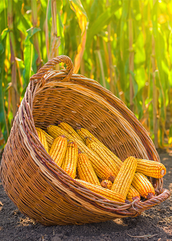 beneficios del maiz