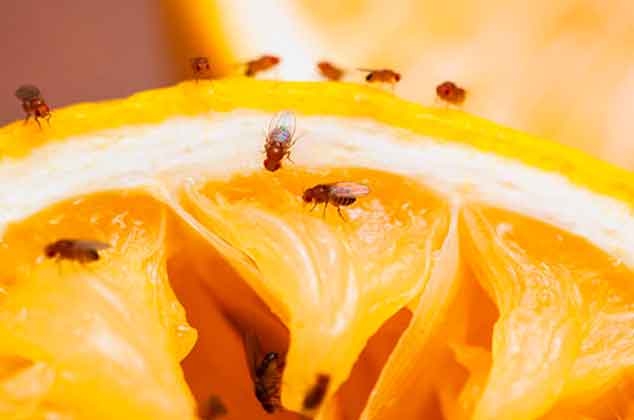 Prepara una muy sencilla y rápida trampa para mosquitos de fruta. Deshazte de esos molestos huéspedes, aléjalos de tu fruta. Receta casera.