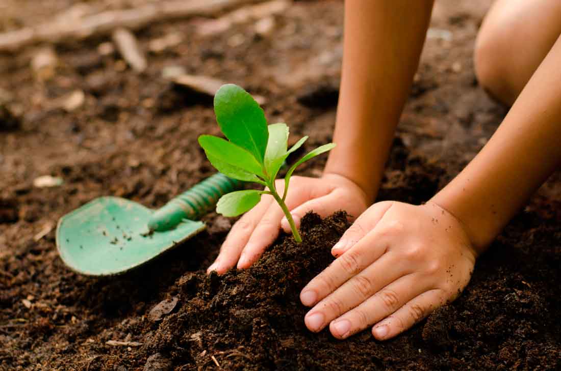 13 usos de la cáscara de plátano: salud, estética y hogar 3