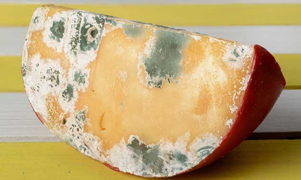 Queso con moho