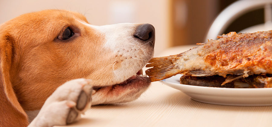 10 alimentos que los perros pueden comer y no tenías idea