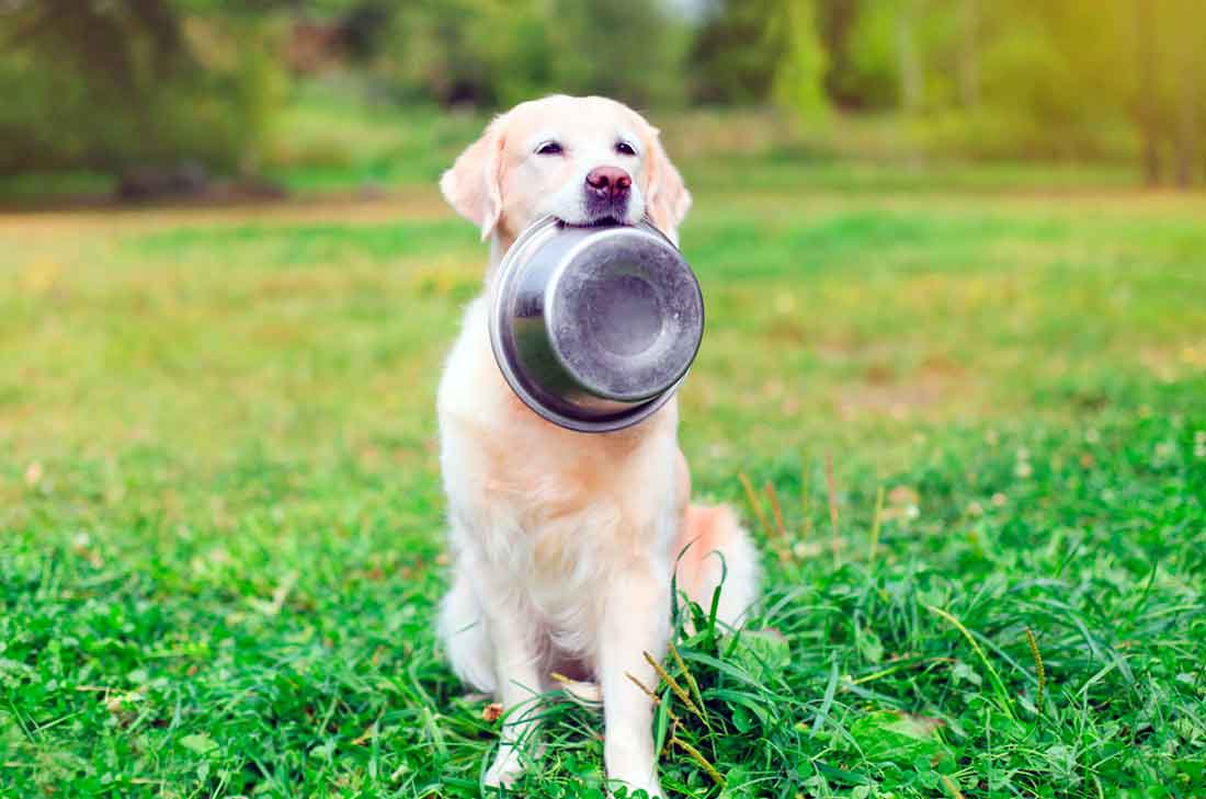 10 alimentos que no pueden comer los perros, ¡puedes poner en riesgo su salud!
