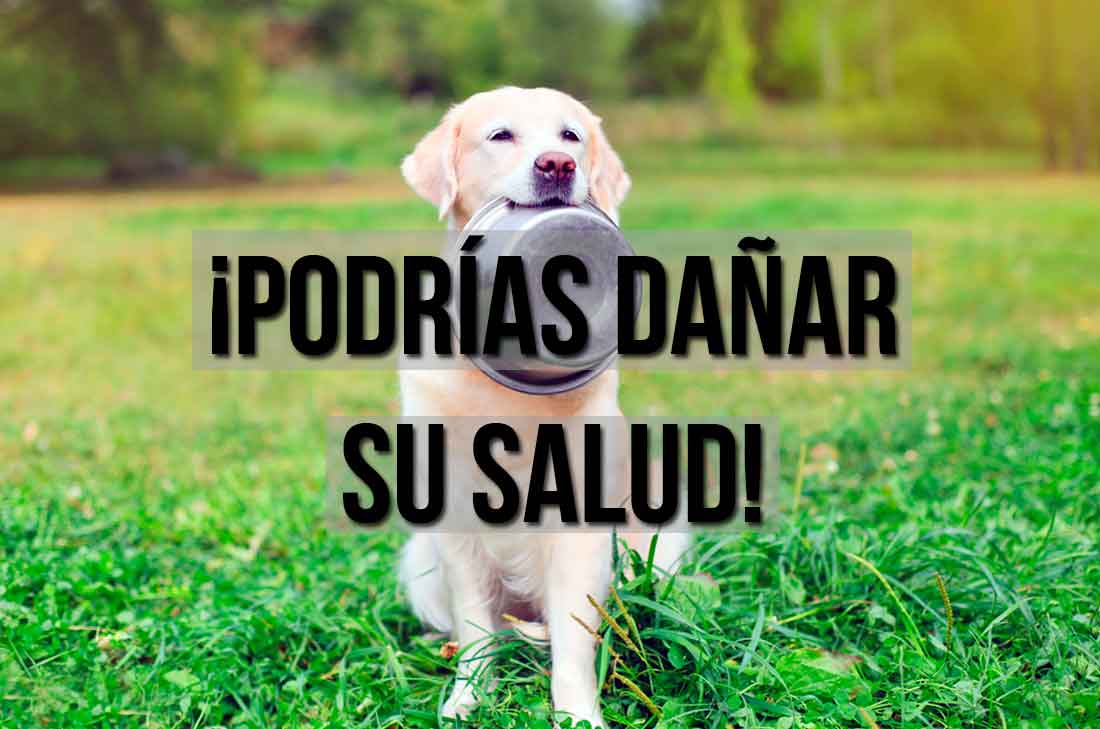 Si amas a tus mascotas, checa una lista de algunos alimentos que no pueden comer los perros, podrías estar poniendo en riesgo su salud, ¡cuídalos!