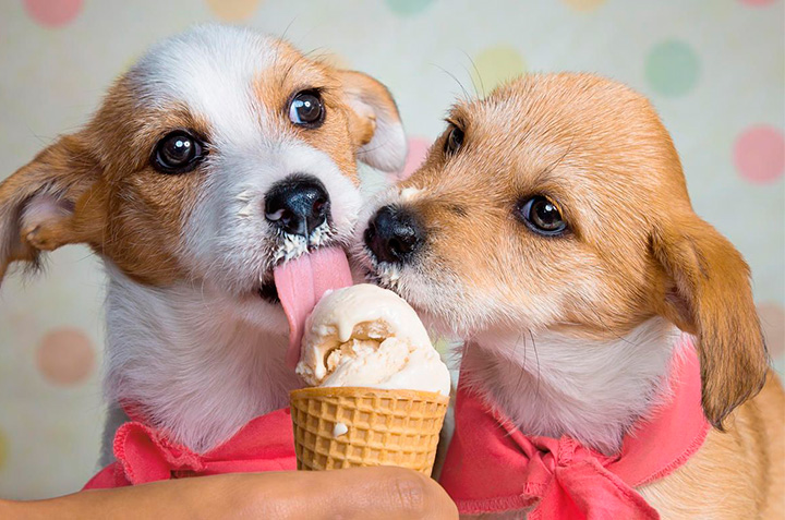 6 recetas de helados y galletas para perros que puedes hacer fácilmente