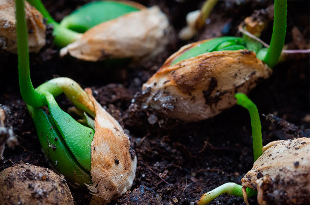 Cómo germinar semillas en un frasco fácil y rápidamente