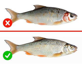 Cómo revisar la calidad de los alimentos: pescado