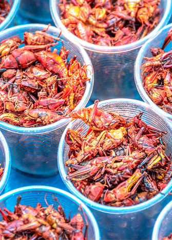 Conoce algunos de los más famosos insectos comestibles en México