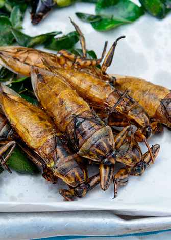 Conoce algunos de los más famosos insectos comestibles en México