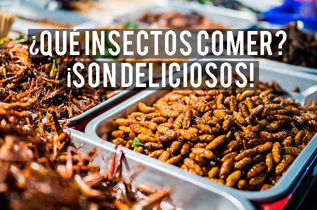 Conoce algunos de los más famosos insectos comestibles en México
