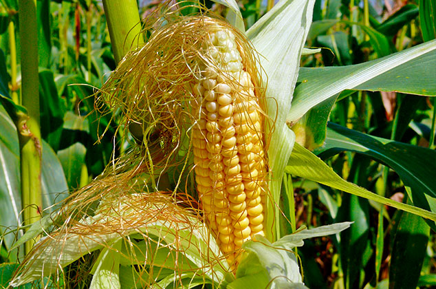 Para qué sirven los pelos de elote, propiedades y beneficios