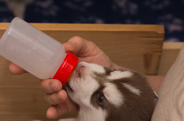 4 formas de preparar leche para cachorros casera 1