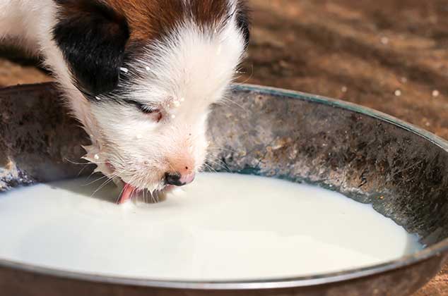 4 formas de preparar leche para cachorros casera 2