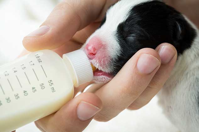 4 formas de preparar leche para cachorros casera 3