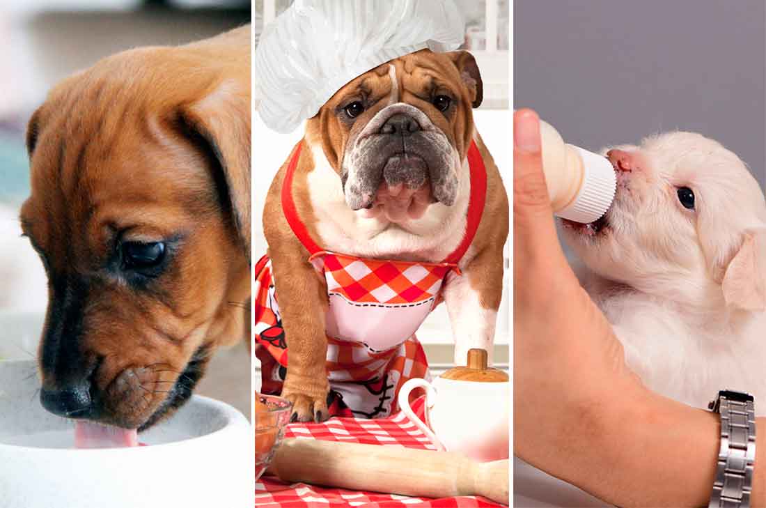 4 formas de preparar leche para cachorros casera