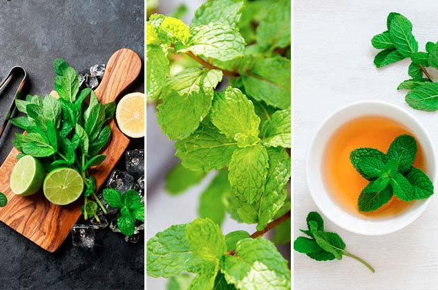 7 Propiedades y beneficios de la hierbabuena – e ideas para usarla en la cocina-