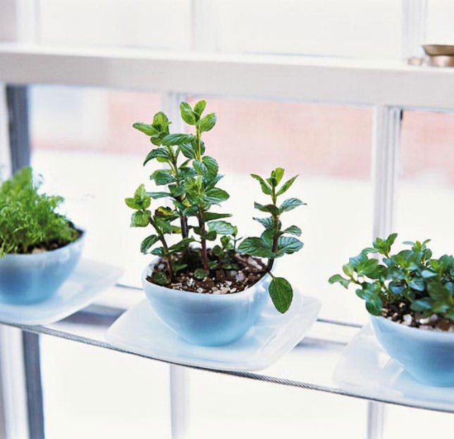 formas de plantar tus hierbas olor con materiales reciclados