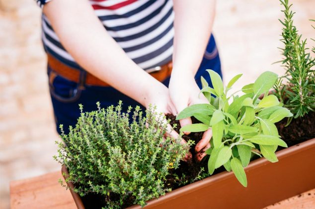 formas de plantar tus hierbas olor con materiales reciclados