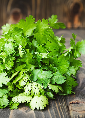 cómo conservar fresco el cilantro y el perejil 