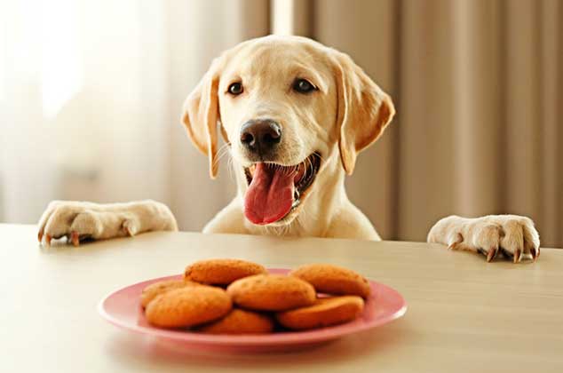 Cómo hacer galletas para perros