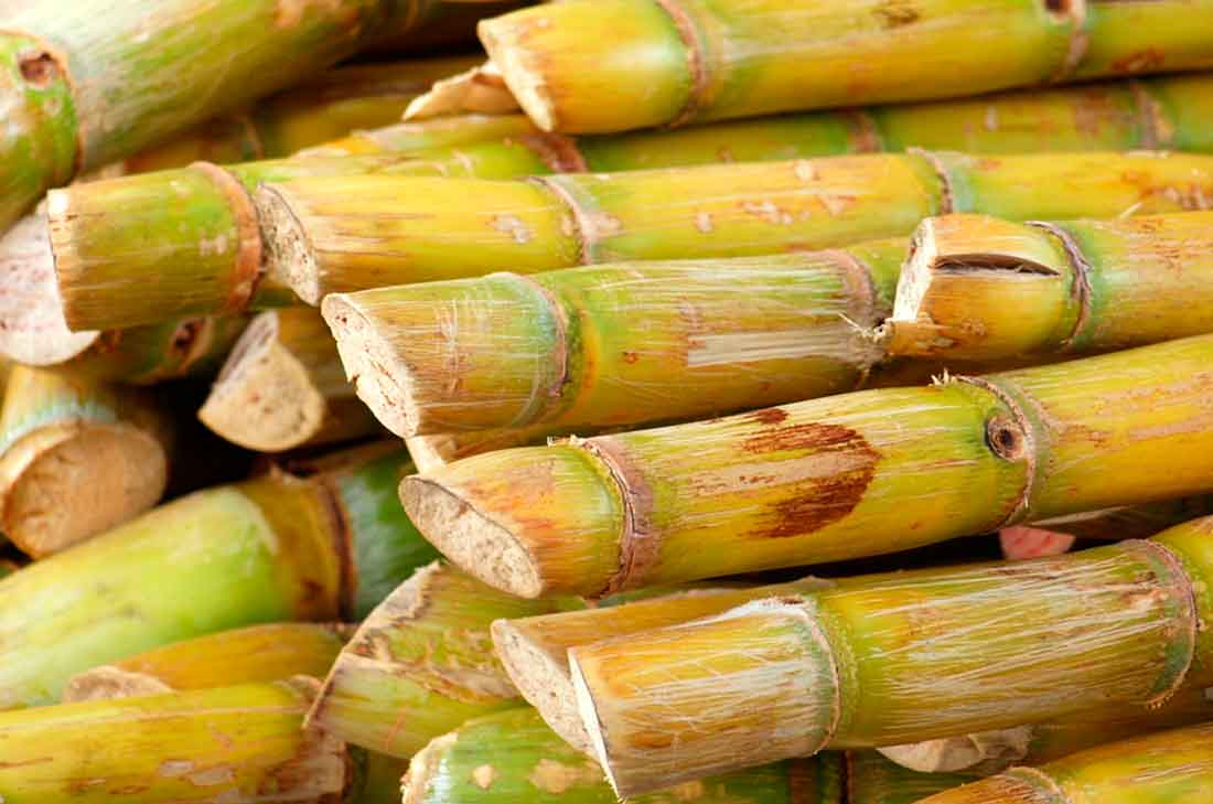Propiedades Y Beneficios De La Caña De Azúcar Cocina Vital