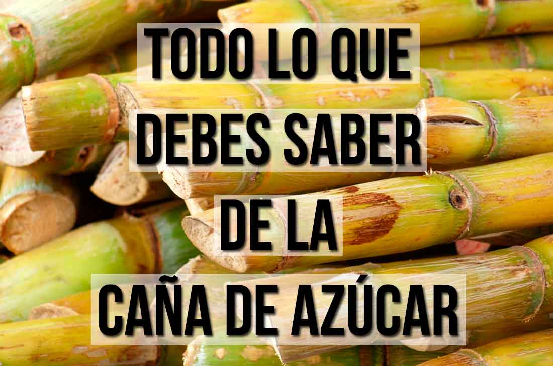 Propiedades Y Beneficios De La Caña De Azúcar Cocina Vital