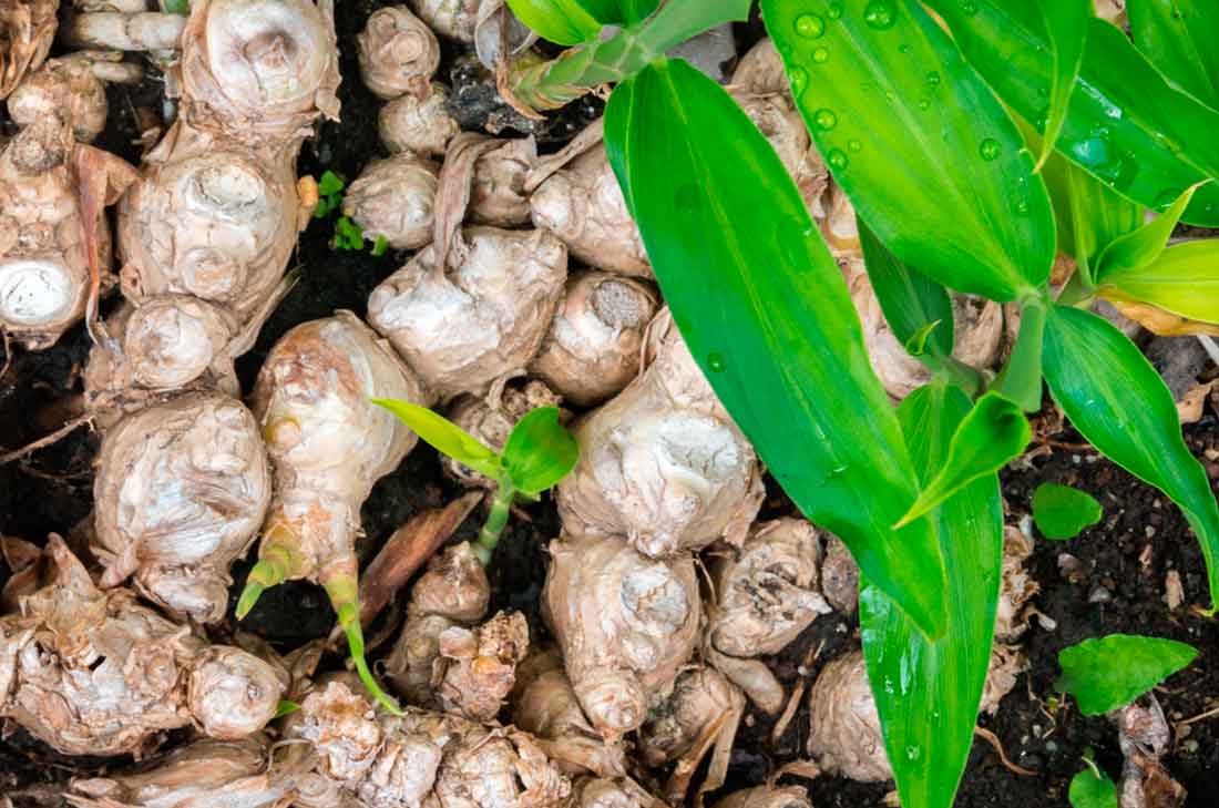 Cómo cultivar jengibre fácilmente en macetas desde casa 0