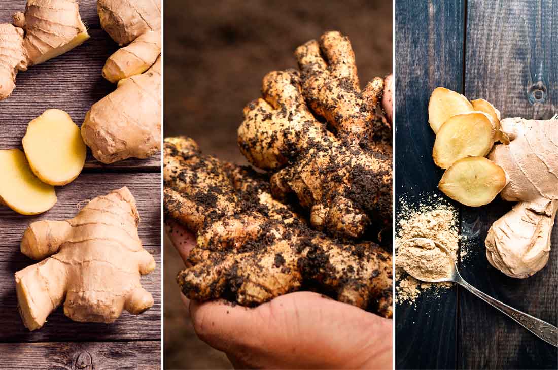 ¿Te gustaría saber cómo cultivar jengibre en tu propia casa? Es muy fácil, aquí te lo explicamos. Recuerda que el jengibre tiene propiedades curativas.