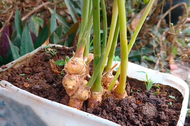 Cómo cultivar jengibre en macetas desde casa