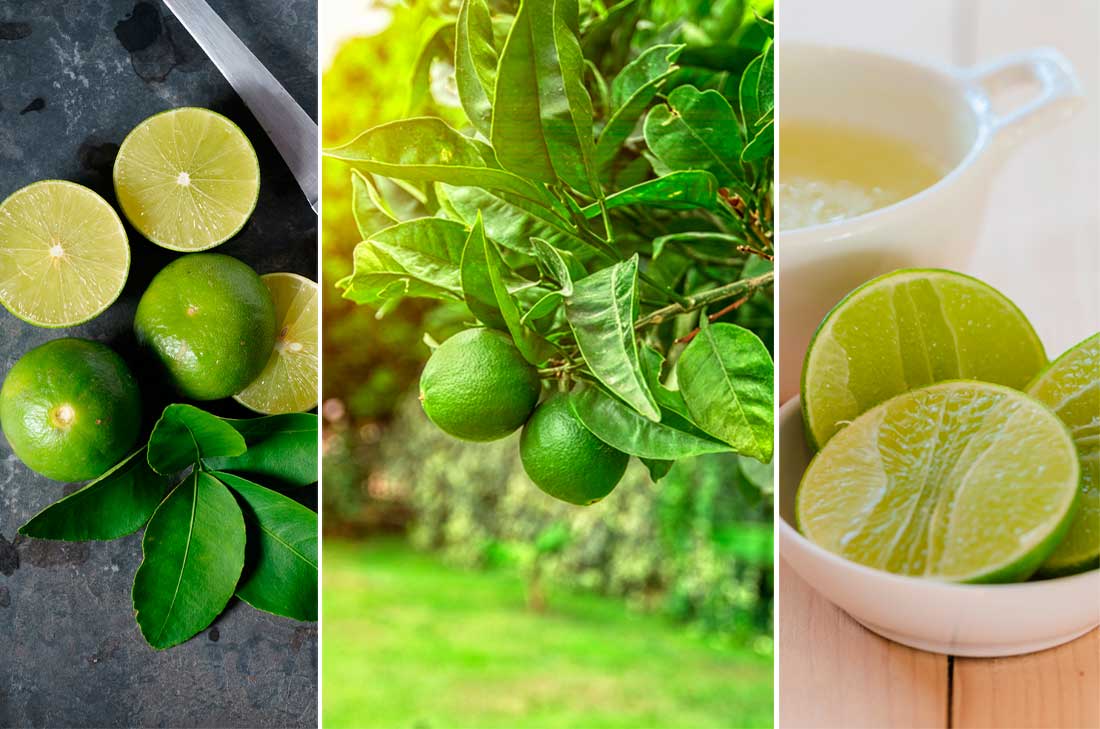Seguramente te has preguntado si el limón es fruta o vegetal, y encontrar la verdad es realmente sencillo. El limón se clasifica como un tipo de fruta.