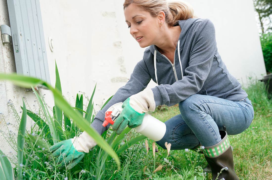 Cómo hacer un insecticida casero 0