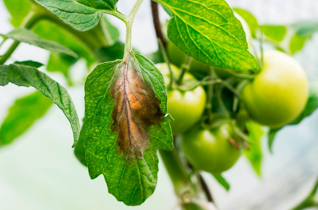 Cómo hacer un insecticida casero 3