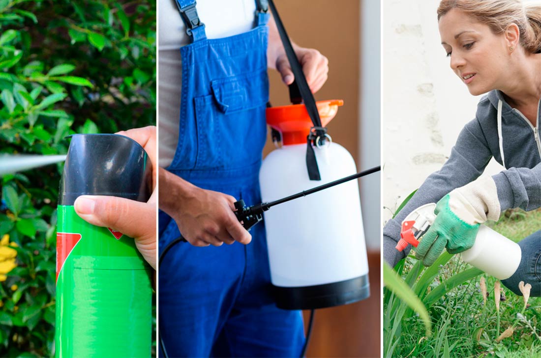 Cómo hacer un insecticida casero