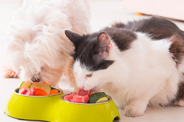 Conoce la dieta BARF o ACBA para perros, y sus beneficios