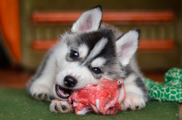 Conoce la dieta BARF o ACBA para perros y sus beneficios