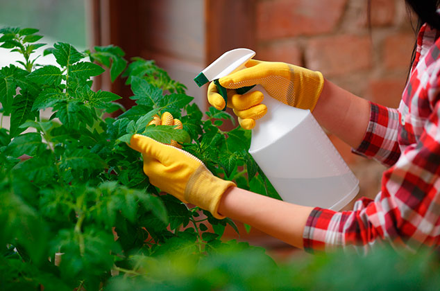 Insecticidas caseros para eliminar la plaga de tus plantas