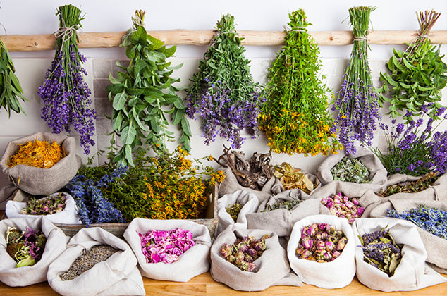 12 plantas medicinales comunes que seguro tienes en casa