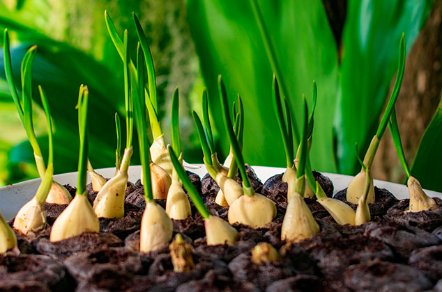 Cómo cultivar un ajo en casa: macetas o jardín