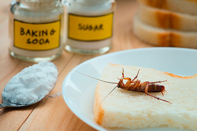 Cómo eliminar cucarachas de tu cocina con remedios caseros como bicarbonato de sodio