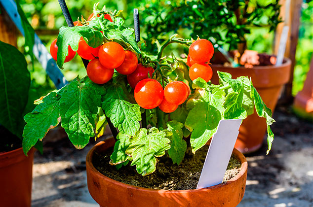 Cómo cultivar jitomates en macetas en casa