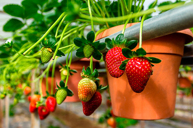 Cómo cultivar fresas en macetas para un huerto casero