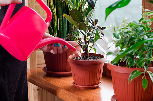 11 plantas para purificar el aire dentro de casa