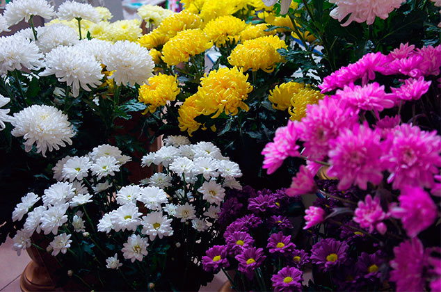 plantas que quitan malos olores