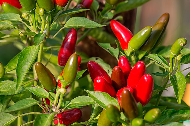 Cómo cultivar chiles jalapeños en macetas dentro de casa
