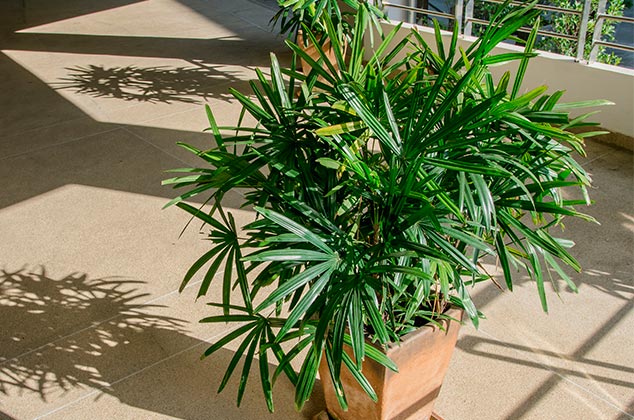 11 plantas para purificar el aire dentro de casa