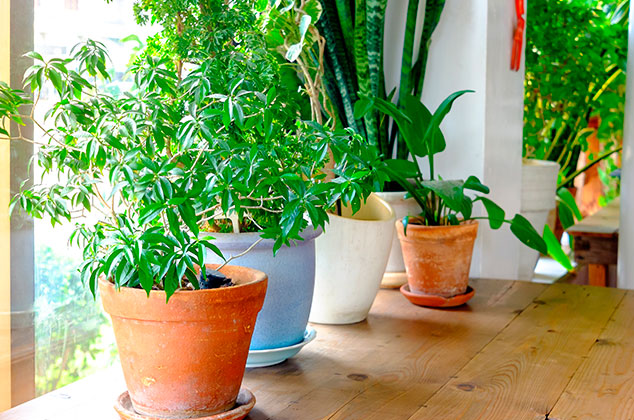 5 plantas que absorben el calor y refrescan la casa