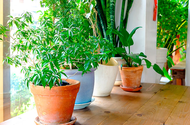 ¡Refresca tu casa! 5 plantas que absorben el calor y refrescan